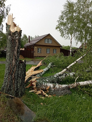 Шквалистый ветер повалил деревья в Тейкове и Тейковском районе